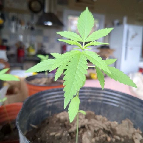 Acid Haze 1 growlog timeline photo