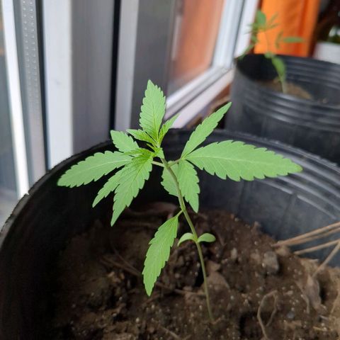 Doug 1 growlog timeline photo