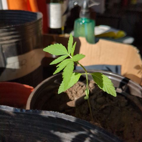 Acid Haze 2 growlog timeline photo