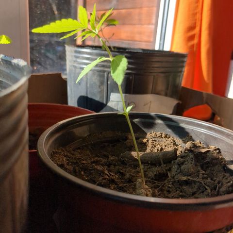 Acid Haze 2 growlog timeline photo