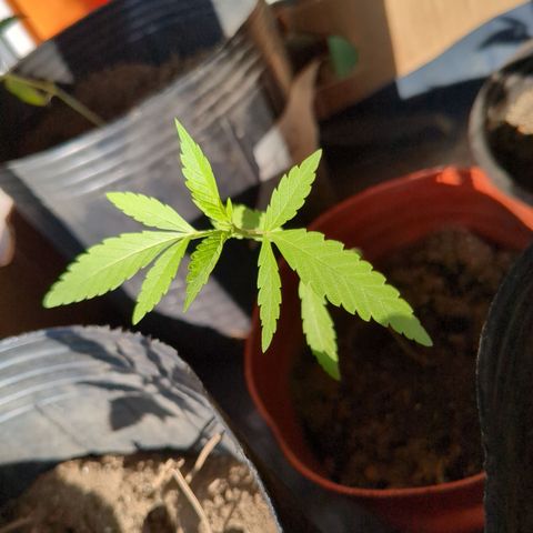 Doug 2 growlog timeline photo
