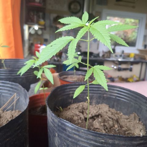 Acid Haze 1 growlog timeline photo