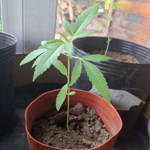 Doug 2 growlog timeline photo