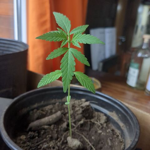Acid Haze 2 growlog timeline photo