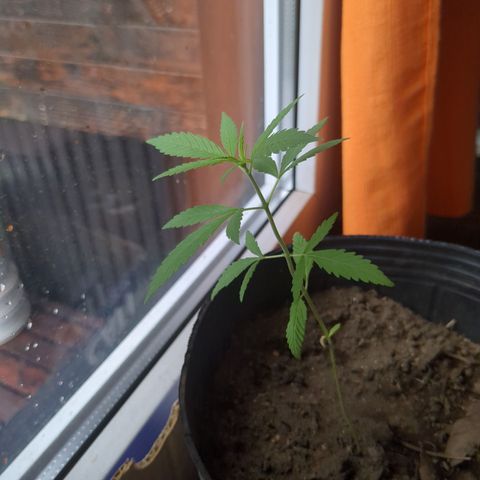Jardín de Rosas 1 growlog timeline photo