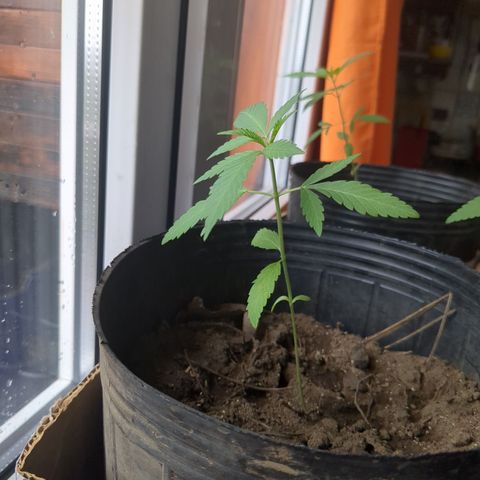 Doug 1 growlog timeline photo