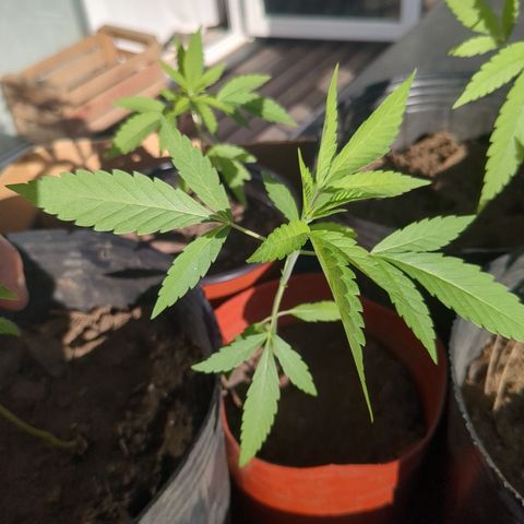 Doug 2 growlog timeline photo