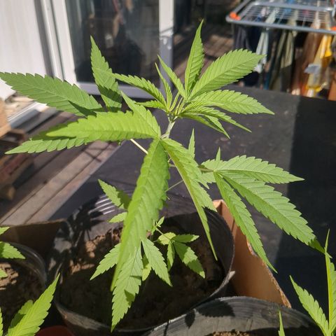 Acid Haze 1 growlog timeline photo