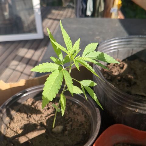 Acid Haze 2 growlog timeline photo