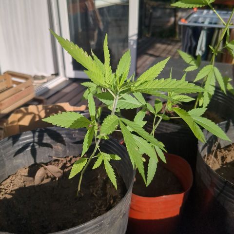 Jardín de Rosas 1 growlog timeline photo