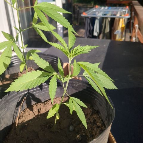 Doug 1 growlog timeline photo