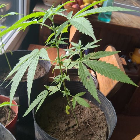 Acid Haze 1 growlog timeline photo