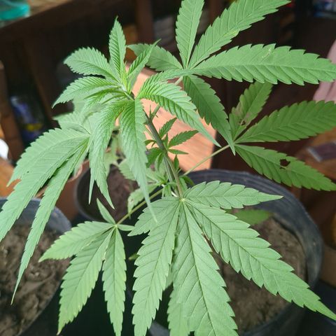 Acid Haze 1 growlog timeline photo