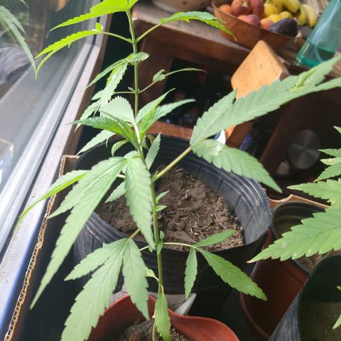 Doug 2 growlog timeline photo