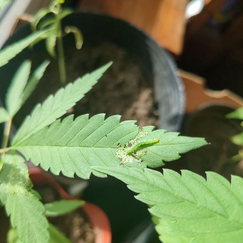Doug 2 growlog timeline photo