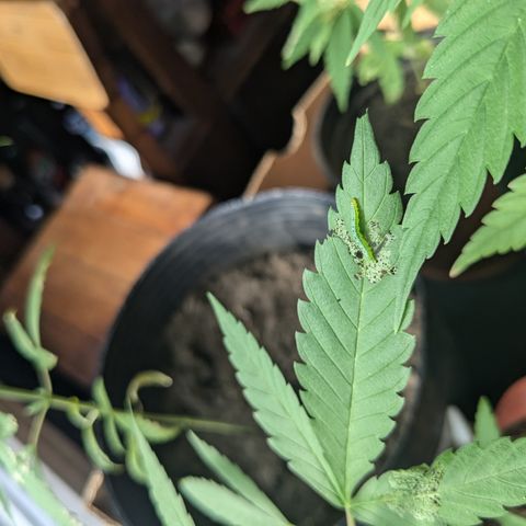 Doug 2 growlog timeline photo