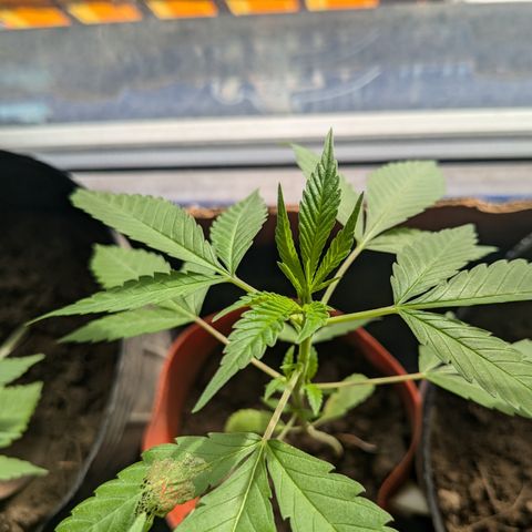 Doug 2 growlog timeline photo