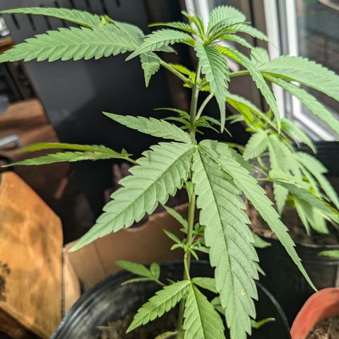 Acid Haze 1 growlog timeline photo