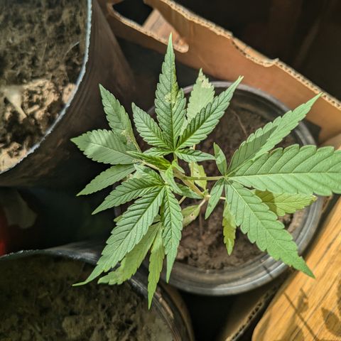Acid Haze 2 growlog timeline photo