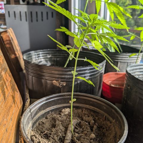 Acid Haze 2 growlog timeline photo