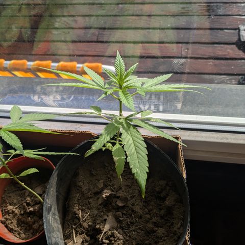 Jardín de Rosas 1 growlog timeline photo