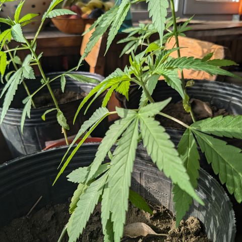 Doug 1 growlog timeline photo