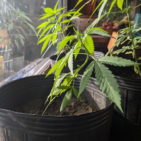 Doug 1 growlog timeline photo