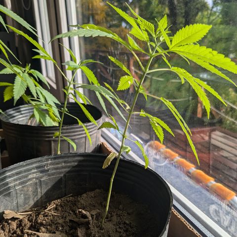 Jardín de Rosas 1 growlog timeline photo