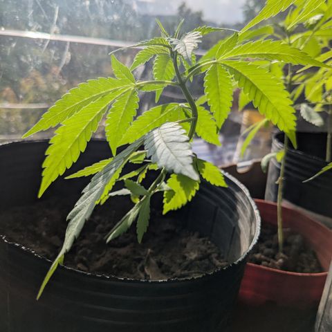 Doug 1 growlog timeline photo