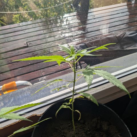 Jardín de Rosas 1 growlog timeline photo