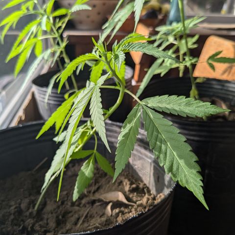 Doug 1 growlog timeline photo