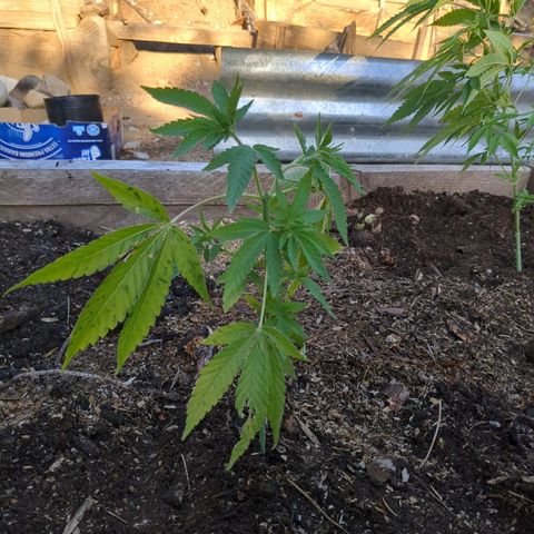 Acid Haze 2 growlog timeline photo