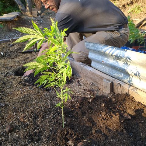 Acid Haze 1 growlog timeline photo