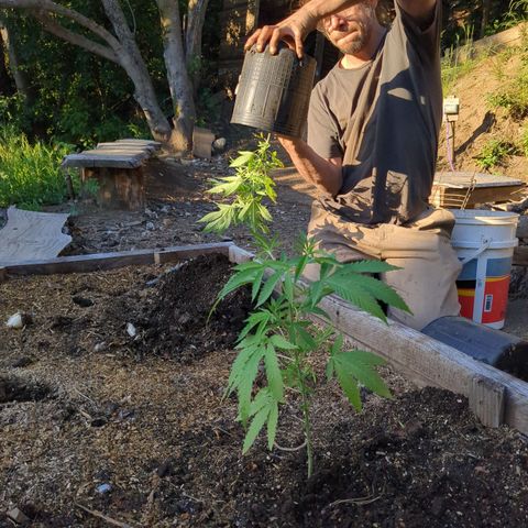 Jardín de Rosas 1 growlog timeline photo