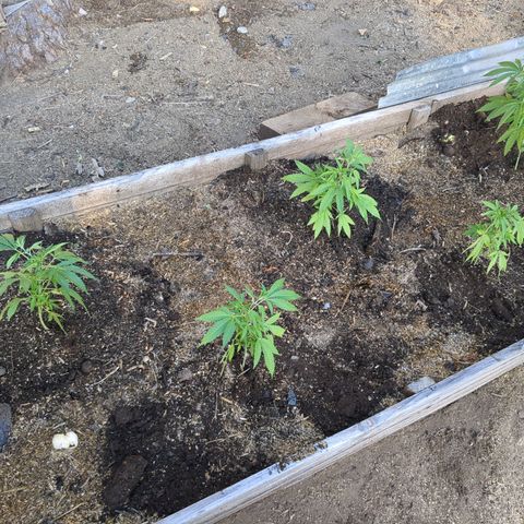 Doug 2 growlog timeline photo