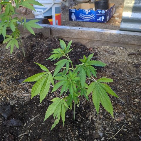 Acid Haze 2 growlog timeline photo