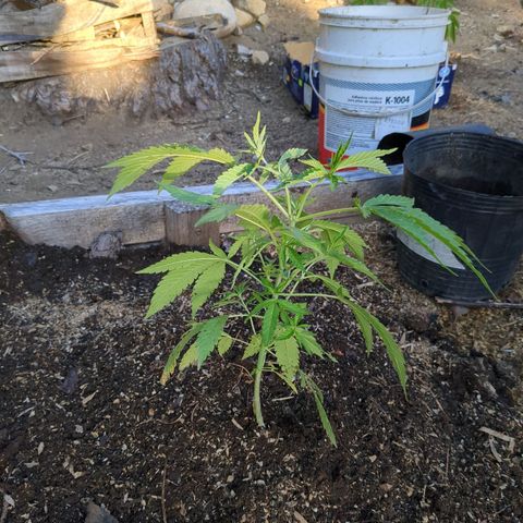 Doug 1 growlog timeline photo