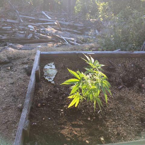 Acid Haze 1 growlog timeline photo