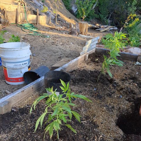 Doug 1 growlog timeline photo