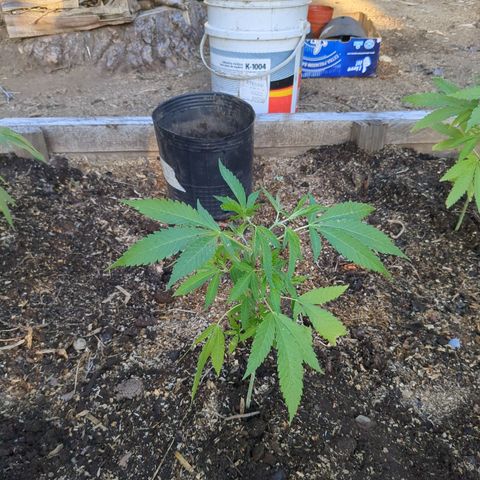 Doug 2 growlog timeline photo