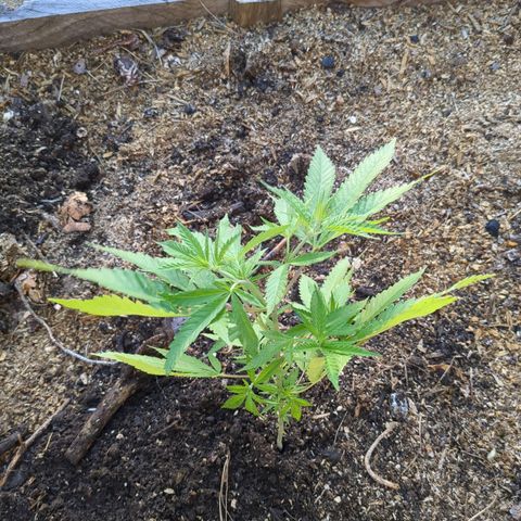 Jardín de Rosas 1 growlog timeline photo