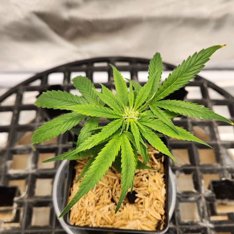 Blueberry 2 (Violet Beauregarde) Supernatural* growlog photo: 7inch high 4 1/2 inch wide