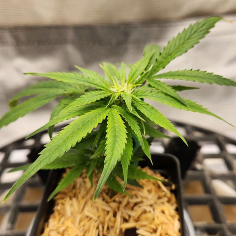 Blueberry 2 (Violet Beauregarde) Supernatural* growlog photo: 7inch high 4 1/2 inch wide