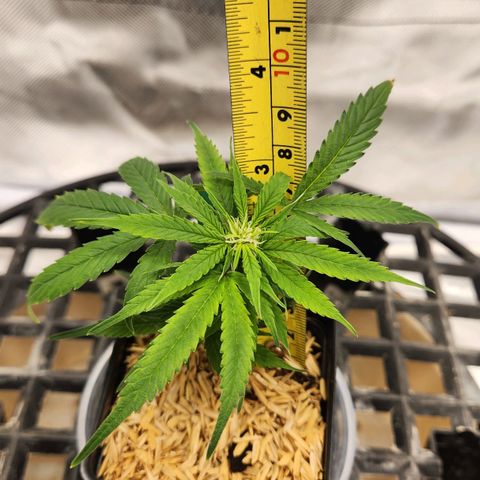 Blueberry 2 (Violet Beauregarde) Supernatural* growlog timeline photo