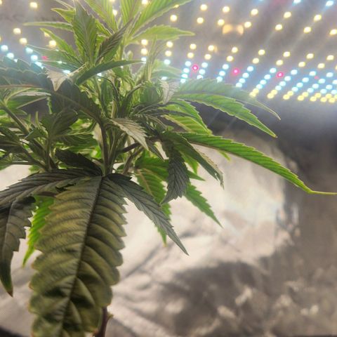 Blueberry 2 (Violet Beauregarde) Supernatural* growlog timeline photo