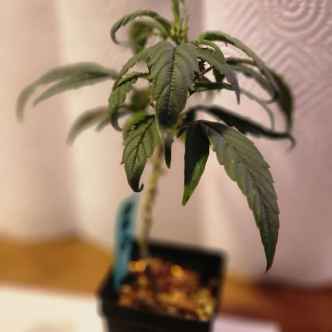 Blueberry 2 (Violet Beauregarde) Supernatural* growlog photo: Transplanted early (wait till tail shows next time)