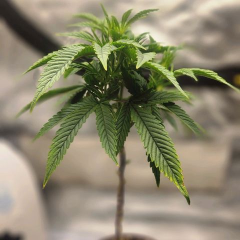 Blueberry 2 (Violet Beauregarde) Supernatural* growlog timeline photo