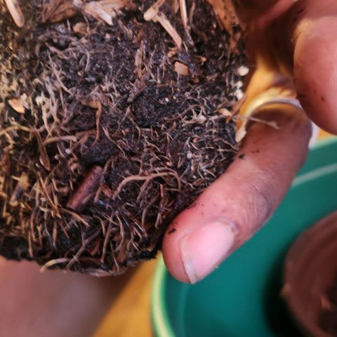 Blueberry 2 (Violet Beauregarde) Supernatural* growlog photo: Transplanted early (wait till tail shows next time)
