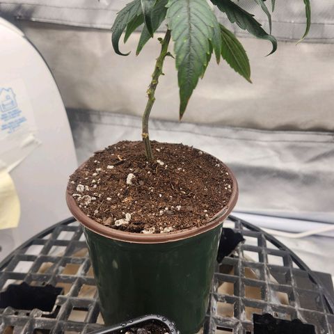 Blueberry 2 (Violet Beauregarde) Supernatural* growlog photo: Transplanted early (wait till tail shows next time)
