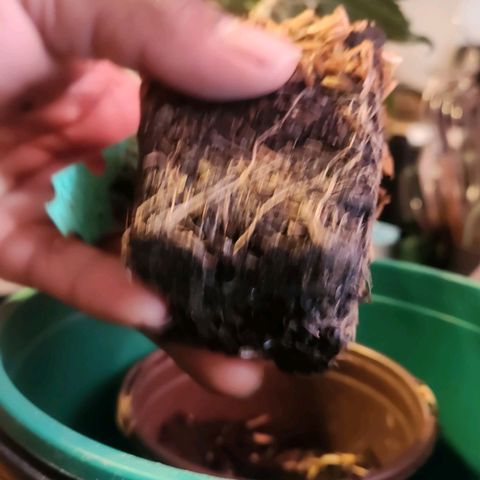 Blueberry 2 (Violet Beauregarde) Supernatural* growlog photo: Transplanted early (wait till tail shows next time)